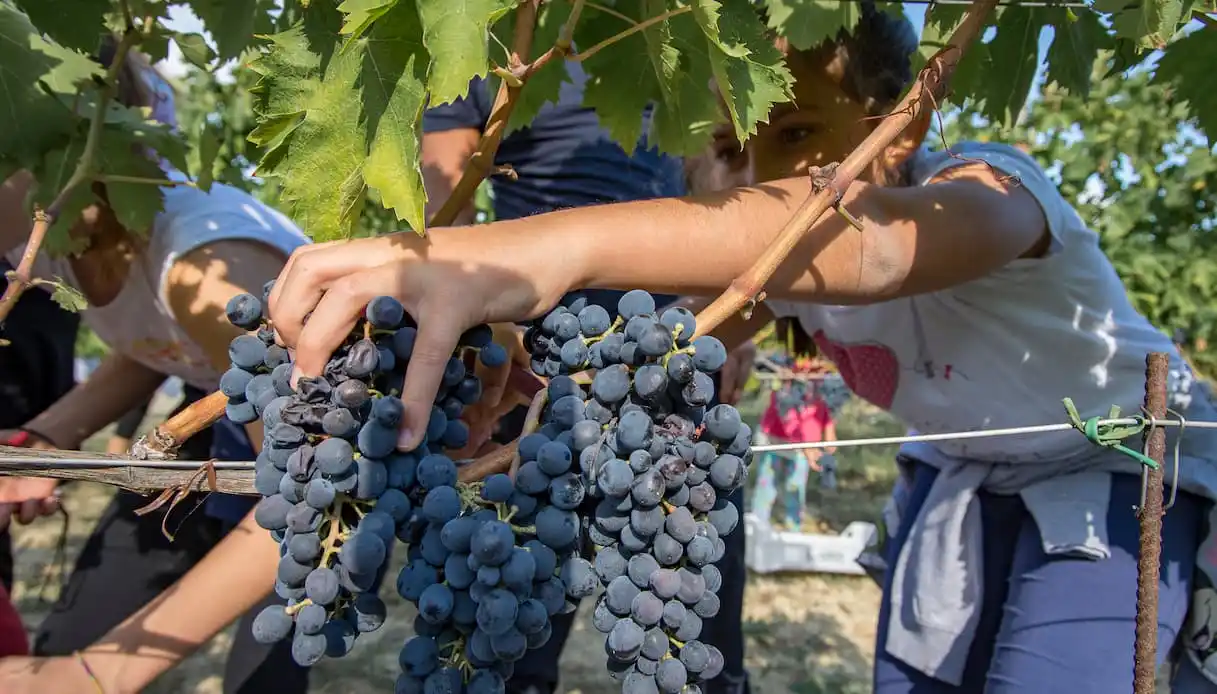 Open Wineries During Harvest 2026: The Event for Wine Lovers