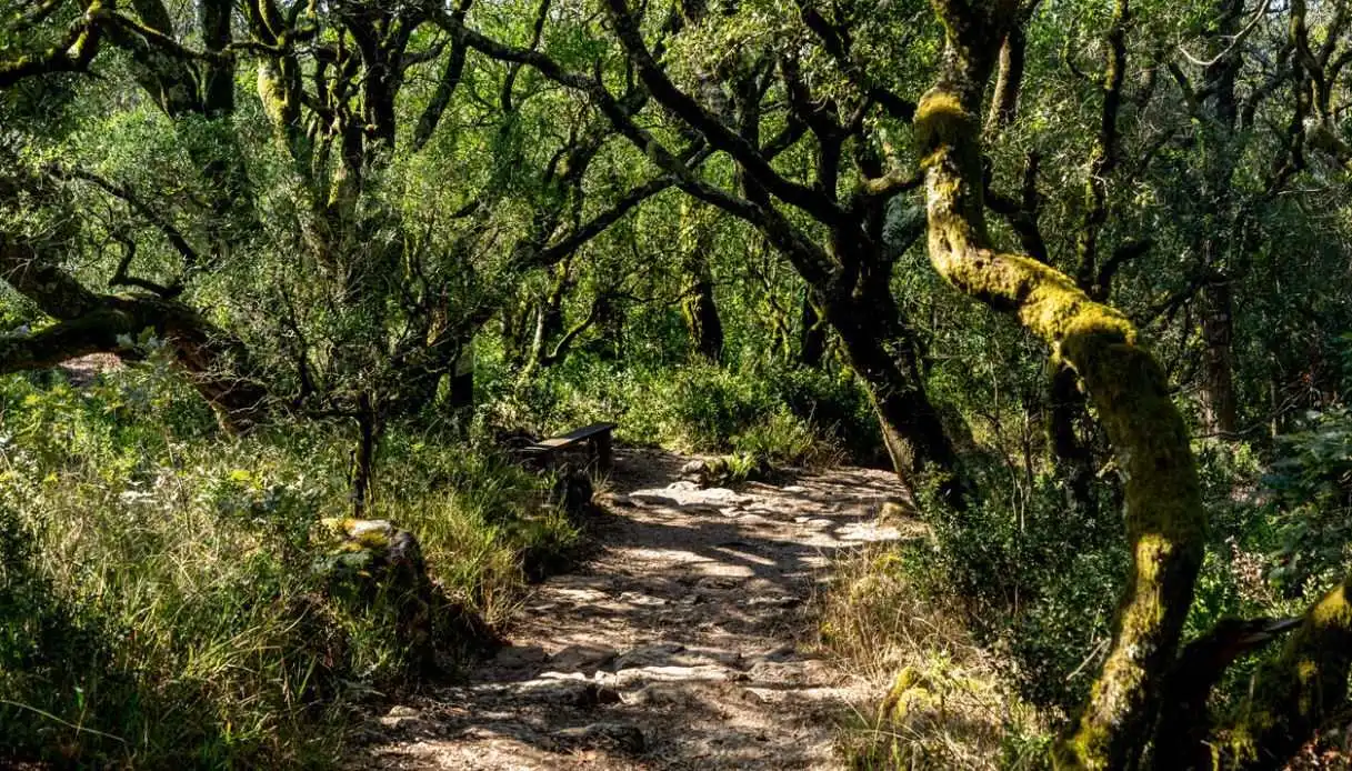 The Healing Forest in Portugal: Ranked Fourth in the World