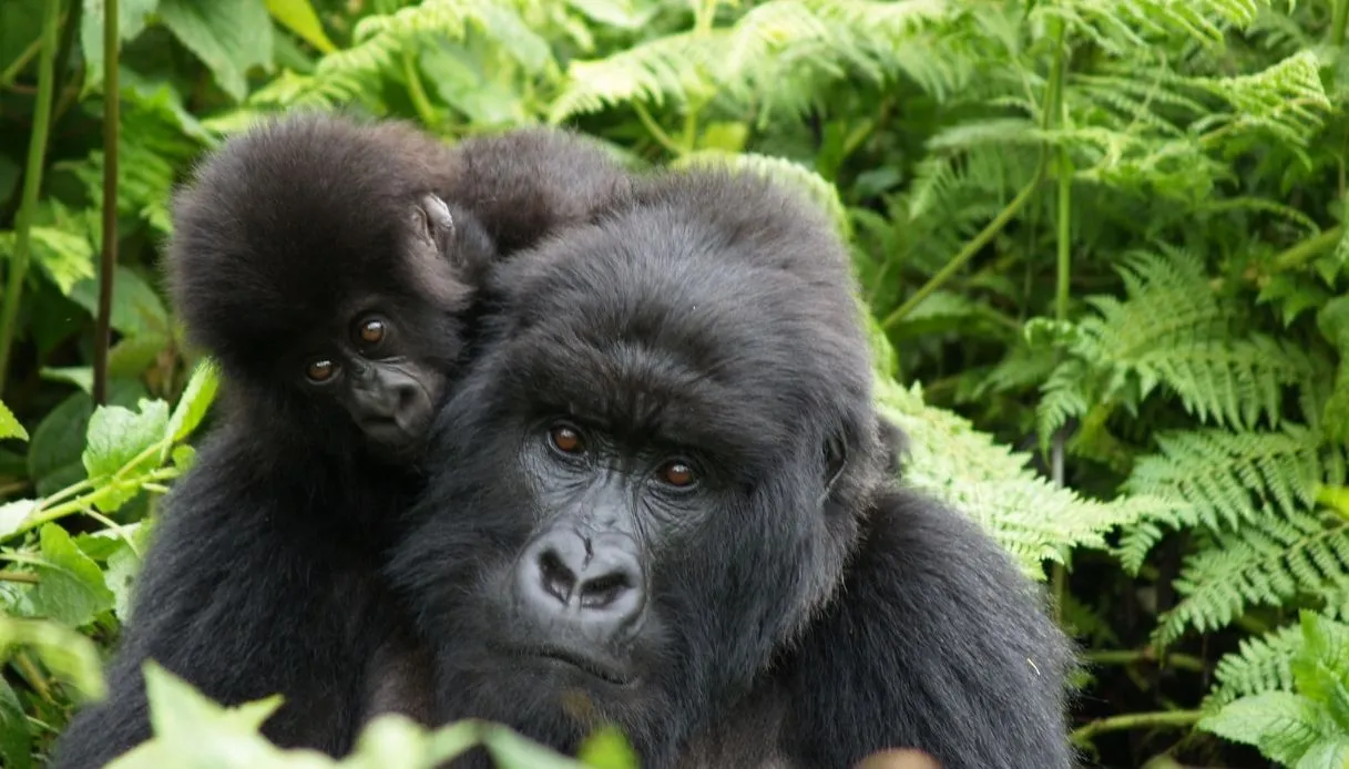Top 10 Destinations to See Wildlife | Wildlife Experience Index 2026