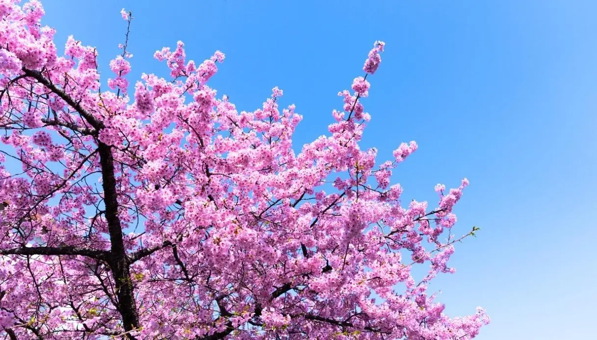 Cherry Blossoms at Banksia Park, Melbourne, Autumn 2026