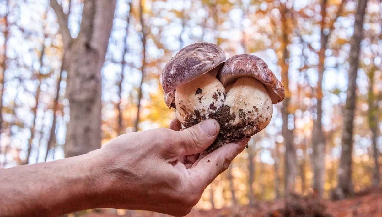 Mushroom Festivals 2026 in Italy: Where to Go and When to Visit