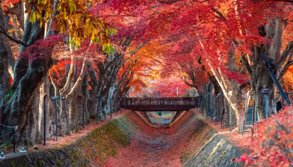 Momijigari: The Magical Moment When Japan Turns Red