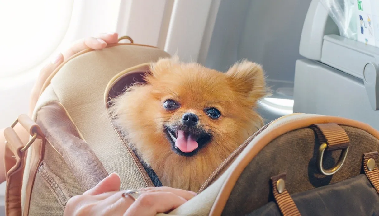 Most Pet-Friendly Airlines in Europe: Rules and Costs