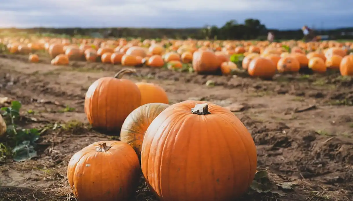 Record-Breaking 11,000-Pumpkin Mosaic for David Attenborough